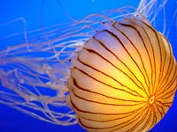 Jellyfish image