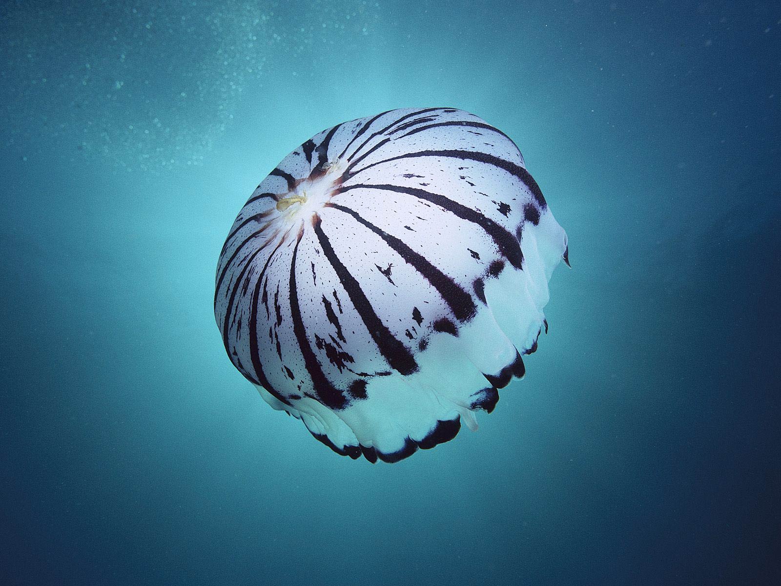 free Jellyfish wallpaper wallpapers download