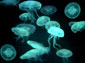 free jellyfish wallpaper
