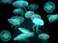 Jellyfish wallpaper