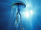 Jellyfish wallpaper