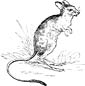 Jerboa coloring page