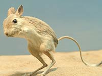 Jerboa image