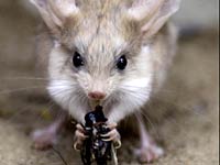 Jerboa image