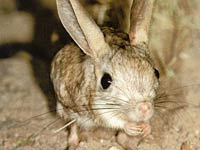 Jerboa image