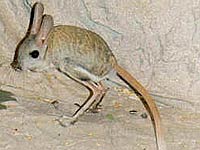 Jerboa image