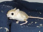 jerboa