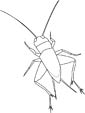 Jerusalem Cricket coloring page