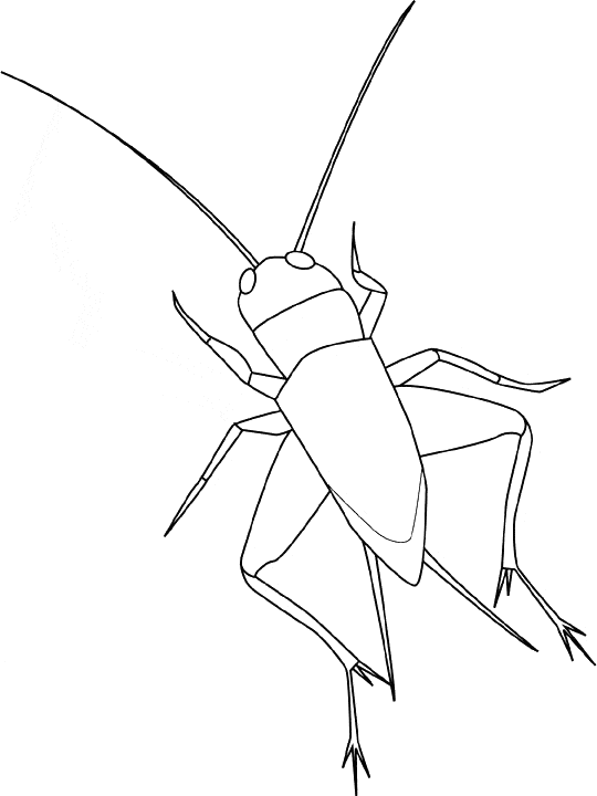 free Jerusalem Cricket coloring page