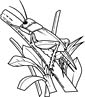 Jerusalem Cricket coloring page