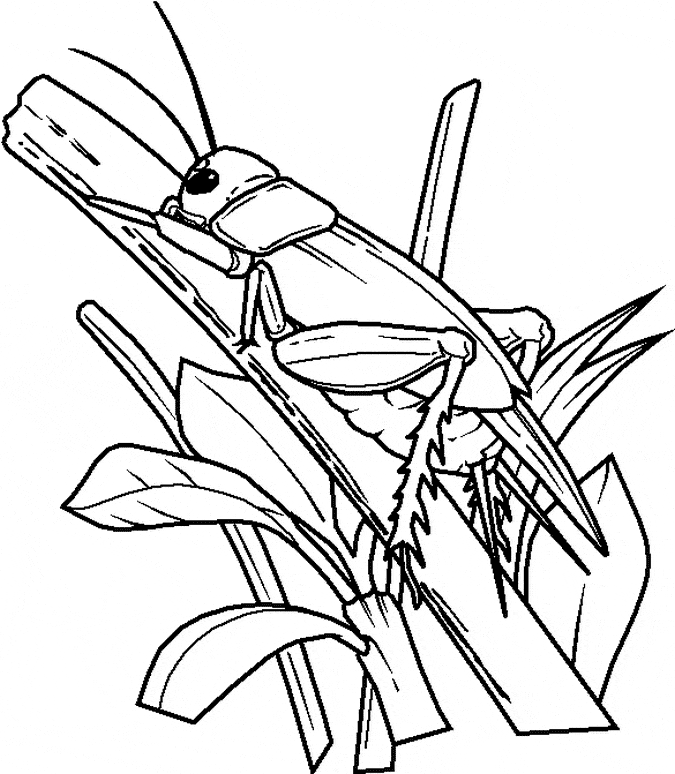 free Jerusalem Cricket coloring page