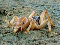 Jerusalem Cricket image