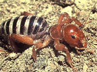 Jerusalem Cricket image