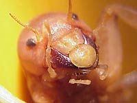 Jerusalem Cricket image