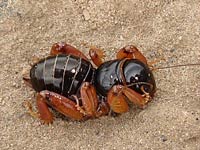 Jerusalem Cricket image