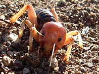 Jerusalem Cricket image