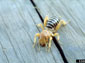 Jerusalem Cricket wallpaper