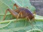 jerusalem cricket wallpapers