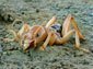 Jerusalem Cricket wallpaper