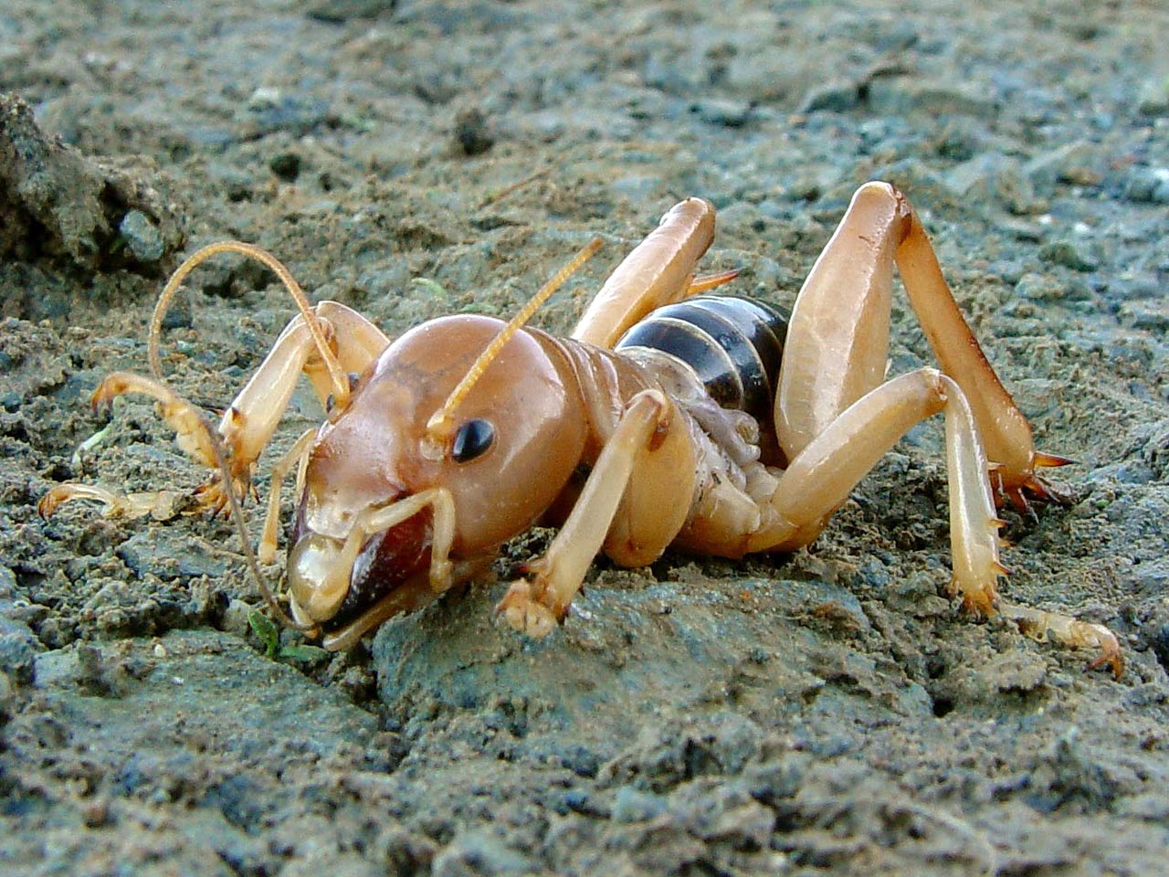 free Jerusalem Cricket wallpaper wallpapers and background