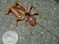 Jerusalem Cricket wallpaper