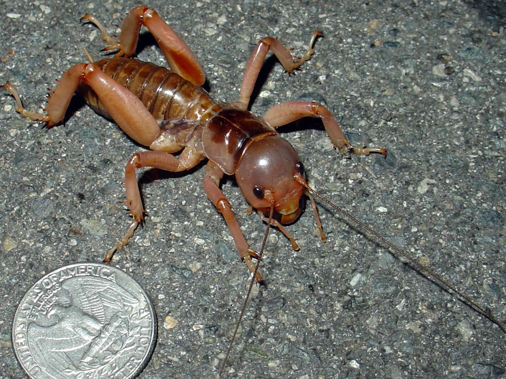 free Jerusalem Cricket wallpaper wallpapers download