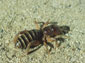 jerusalem cricket wallpaper