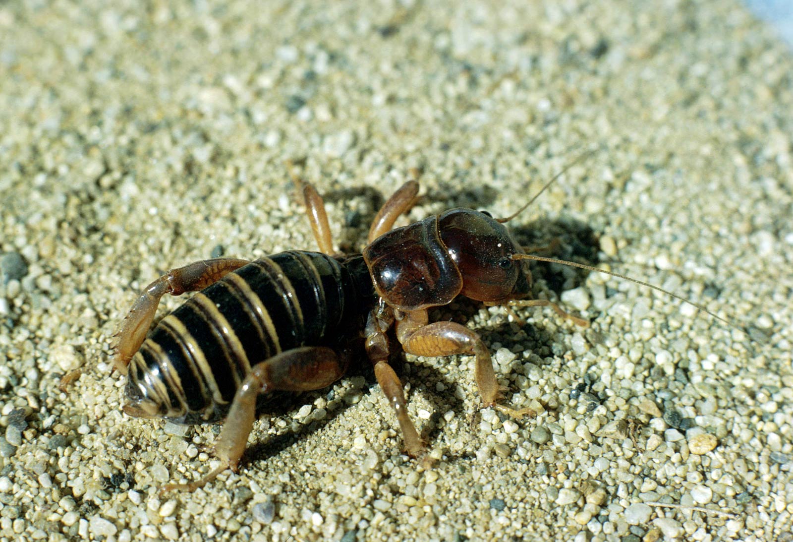 free Jerusalem Cricket desktop wallpaper wallpapers Desktop and Mobile