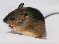 Jumping Mouse image