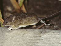 Jumping Mouse image