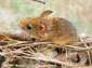 Jumping Mouse wallpaper