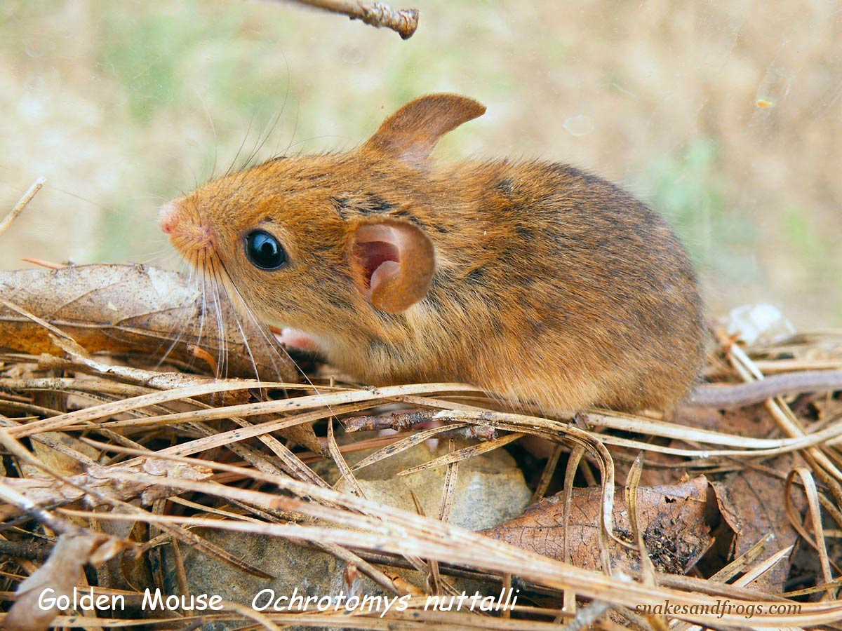 free Jumping Mouse wallpaper wallpapers download