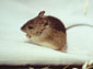 jumping mouse wallpaper