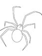 jumping spider coloring page