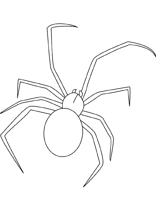 free Jumping Spider coloring page sheet