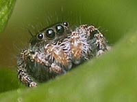 Jumping Spider image