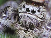 Jumping Spider image