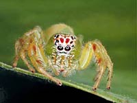 Jumping Spider image