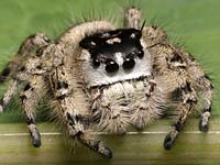 Jumping Spider image