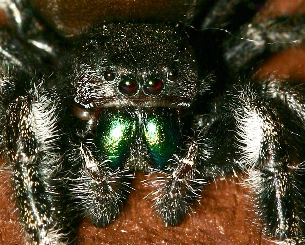 free Jumping Spider wallpaper wallpapers download