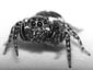 Jumping Spider wallpaper