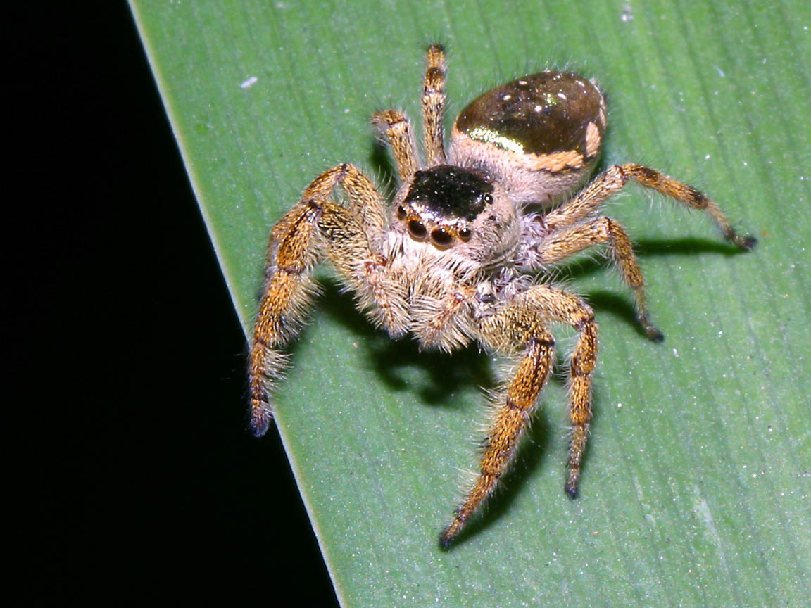 free Jumping Spider wallpaper wallpapers download