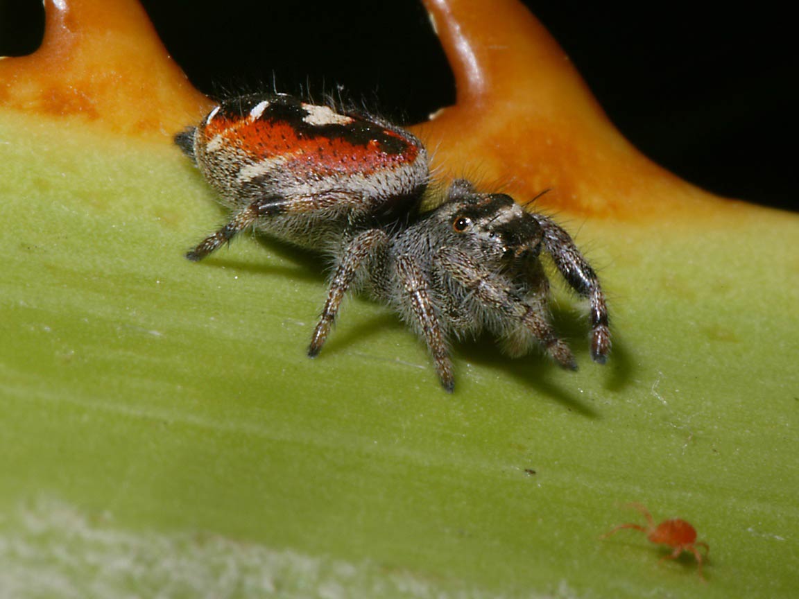 free Jumping Spider wallpaper wallpapers and background