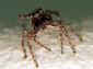 Jumping Spider wallpaper