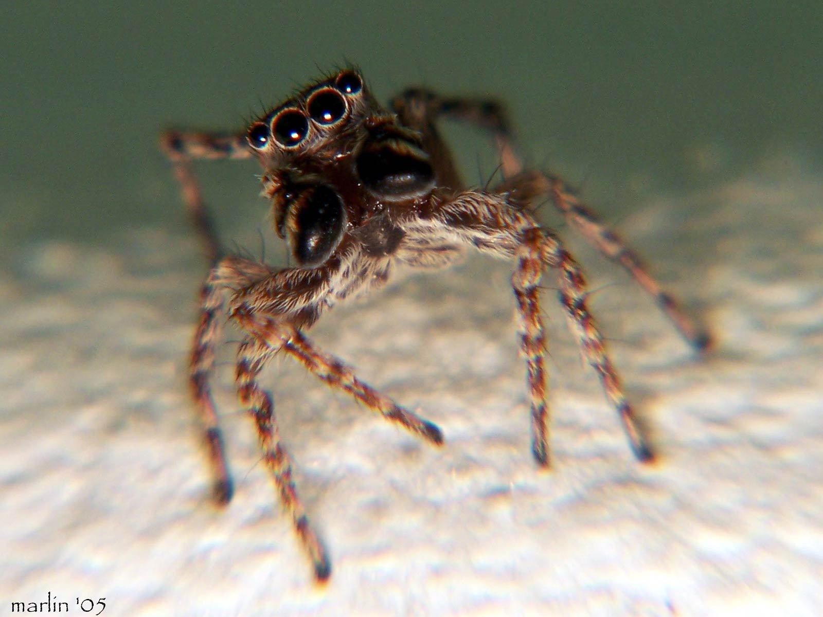 free Jumping Spider wallpaper wallpapers download