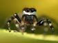 Jumping Spider wallpaper