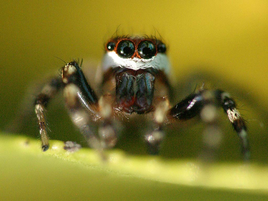 free Jumping Spider desktop wallpaper wallpapers Desktop and Mobile