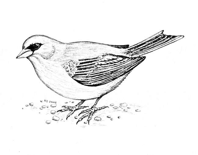 free Junco coloring page