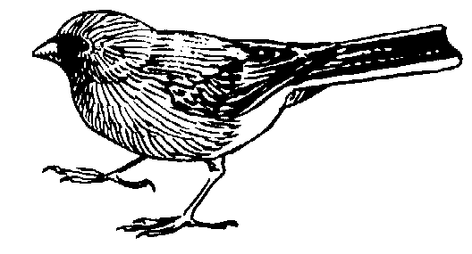 free Junco coloring page