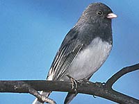 Junco image